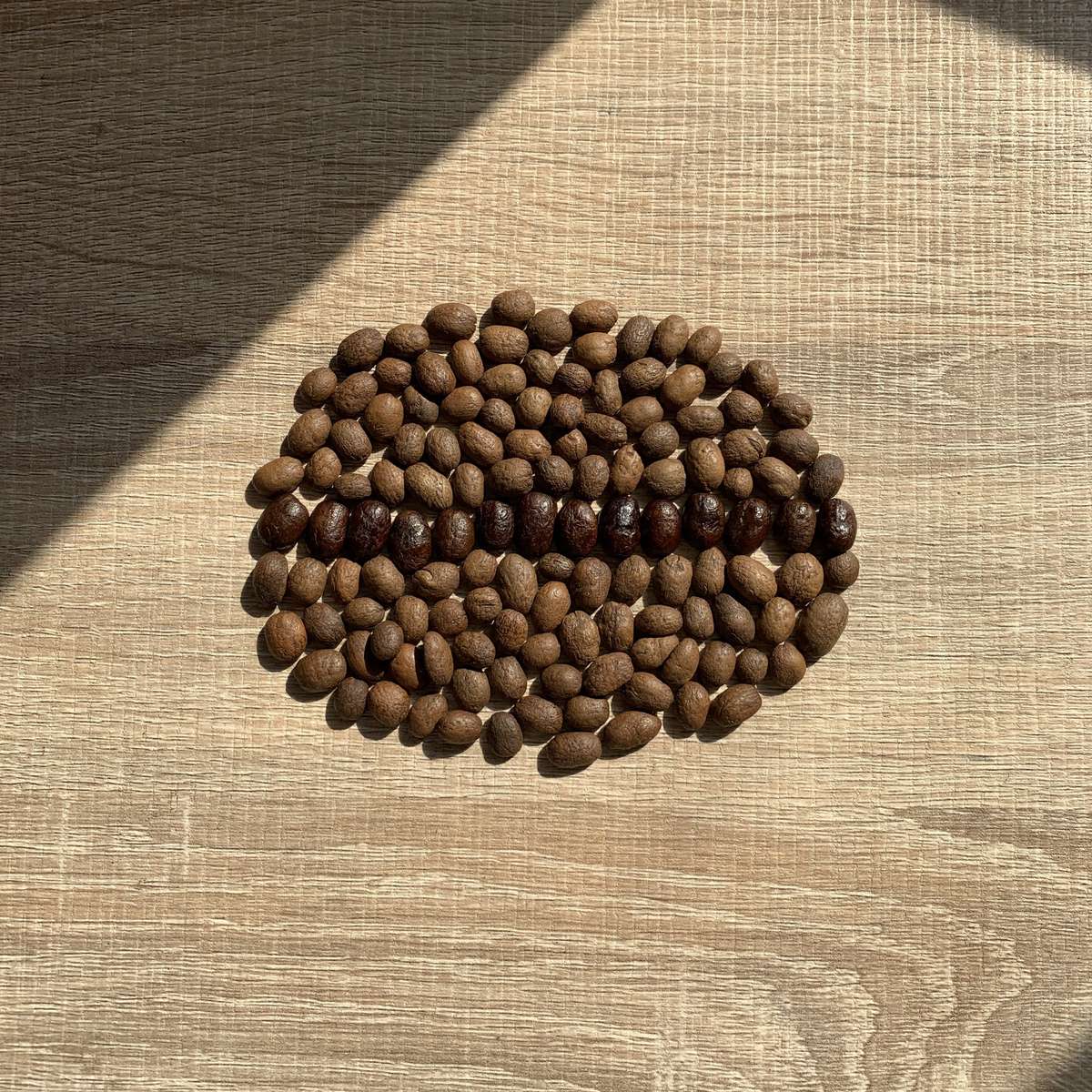 A coffee bean image made of coffee beans